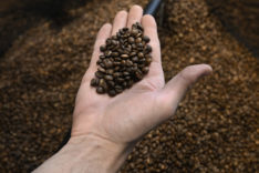 Specialty coffee market booming in UAE