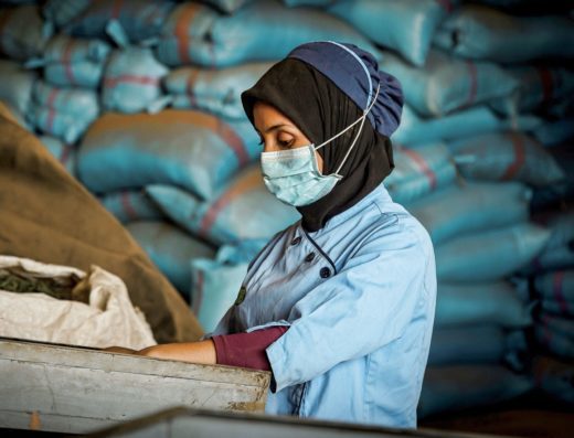 Morocco meknes manual sorting plant leaves