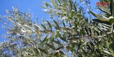 Syria expects increased olive oil production
