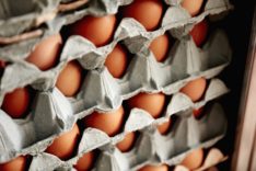 Kuwait achieves self-sufficiency in egg production