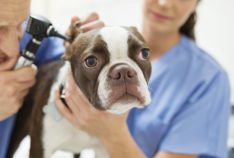 Company recruits veterinarian to work in Riyadh