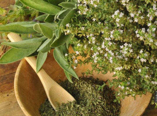 ervas egito foto Catherine Fruhinsholz Biosgarden Biosphoto AFP