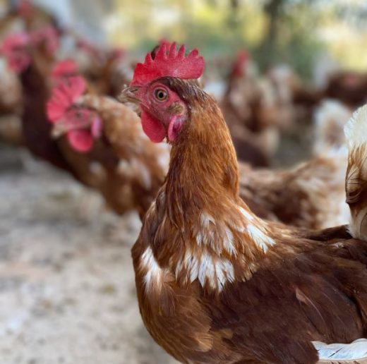 galinha livre fazenda speranza 3