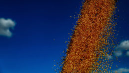 Brasil projeta safra recorde de 296,2 milhões de toneladas