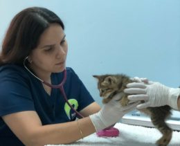 Veterinária brasileira se adapta para atender pets no Catar