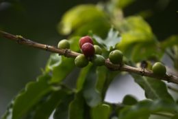 International Coffee Day in Brazil