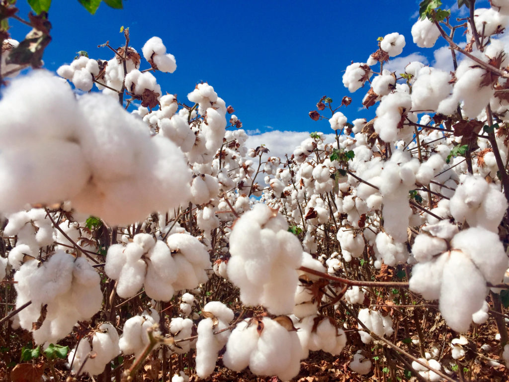 Brasil é o maior produtor e o maior exportador de algodão do mundo