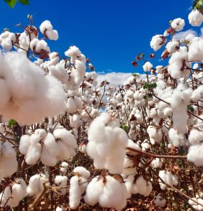 algodao embrapa