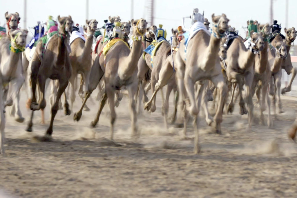 ‘Camel Race Secrets’ documentary produced in 13 languages