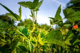 Egypt expands oilseed farming