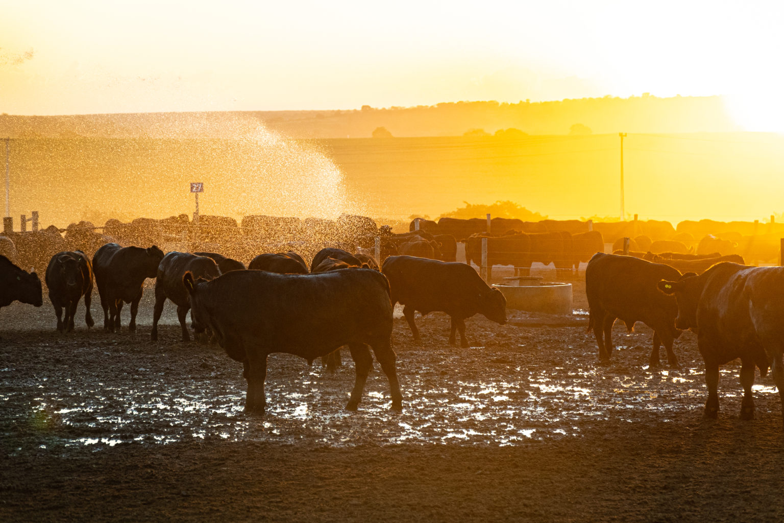 Brazil’s Carapreta Invests In High-quality Meat For Exports - ANBA News ...