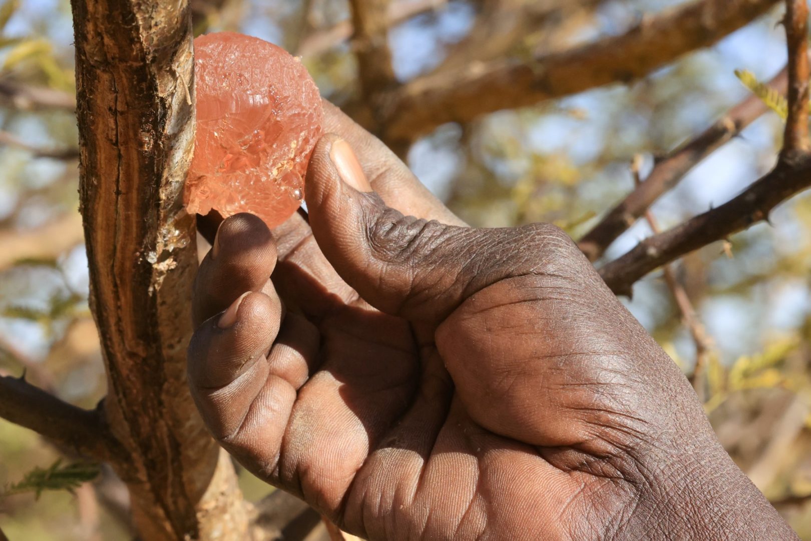 SUDAN-CLIMATE-GUM ARABIC