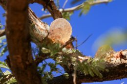 SUDAN-CLIMATE-GUM ARABIC