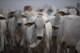 BRAZIL-UN-COP26-CLIMATE-AMAZON