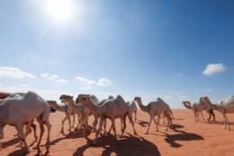 SAUDI-CAMEL-FESTIVAL-CULTURE-HERITAGE