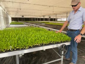 Saudis take up horticultural giga-project in desert