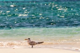 ave Thalasseus maximus foto Brusini Aurélien Hemis AFP