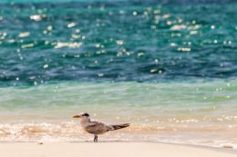 ave Thalasseus maximus foto Brusini Aurélien Hemis AFP