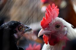 Poultry Business In Dhaka