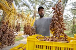 Deglet Nour dates harvest in Tunisia