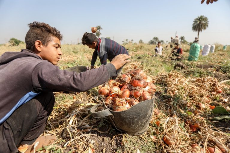 حظر تصدير البصل المصري حتى نهاية 2023