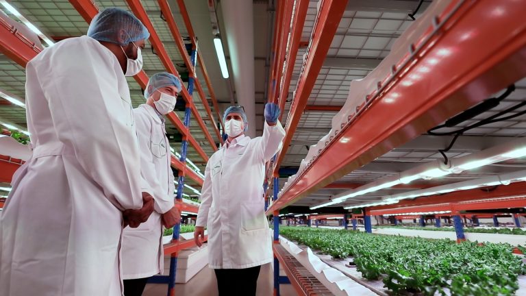 World’s biggest vertical farm produces year-round in Dubai