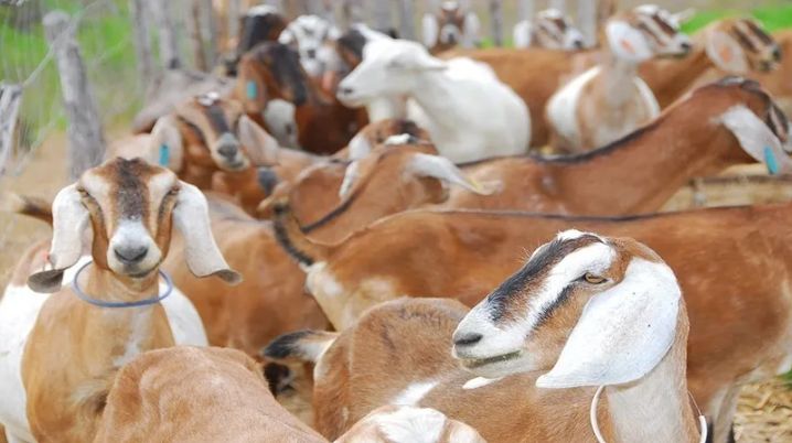 Marrocos suspende tarifa de ovinos e carne bovina Caprinos brasileiros: Marrocos busca ampliar disponibilidade de carne vermelha no mercado local