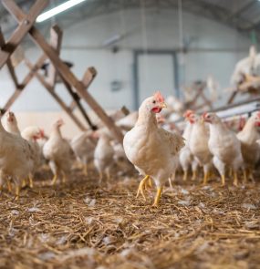 Ban on chick killing