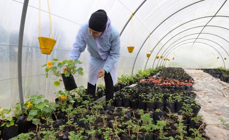 Sonia Ibidhi, a 42-year-old journalist turned to organic farming, carries a pot of nasturtiums in the greenhouse of her small farm where she produces edible flowers, in the northwestern Tunisian coastal town of Tabarka, on Januray 28, 2021. People in Tunisia already use certain flowers in their traditional cuisine. Some sweets feature dried rose petals, while lavender is an ingredient in a spice mix used in couscous recipes.