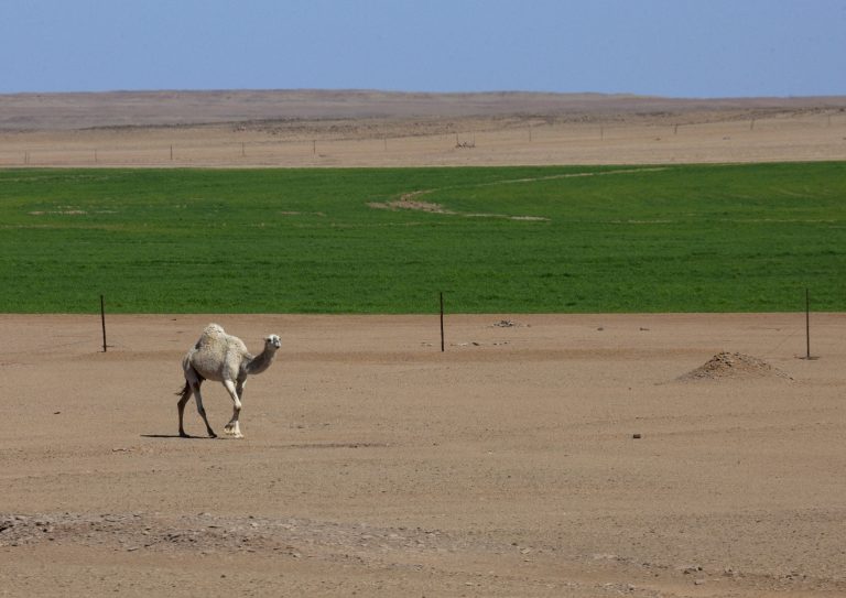 camel walks in desert and agricultural region