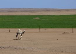 SAUDI ARABIA - AGRICULTURE IN THE DESERT - SAKAKA