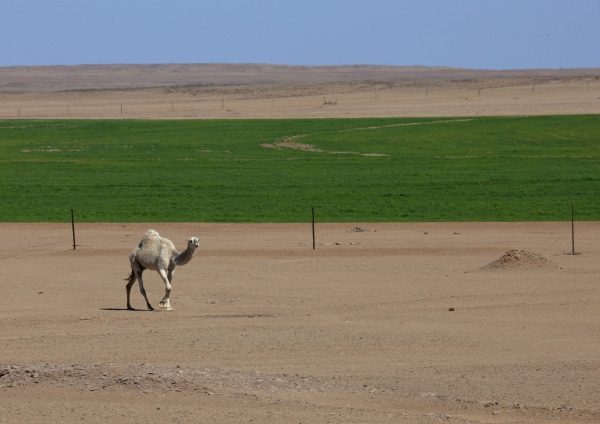 SAUDI ARABIA - AGRICULTURE IN THE DESERT - SAKAKA