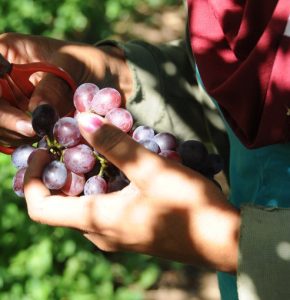 Brasil produz mais alimentos com irrigação