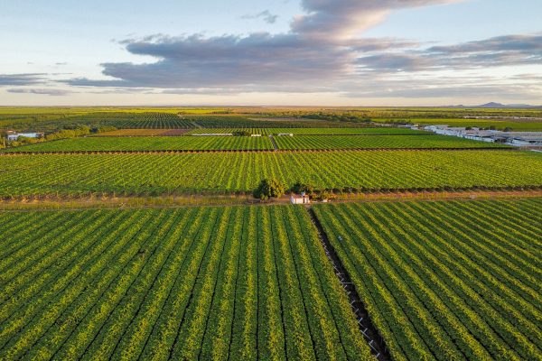 Plantação de uvas em Juazeiro, na Bahia: verde que surge no meio do clima semiárido e vegetação da caatinga