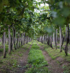 Miolo plants in its farm in Bahia: Investment was made back in 2001 on a region that isn’t traditionally associated with wine grape growing