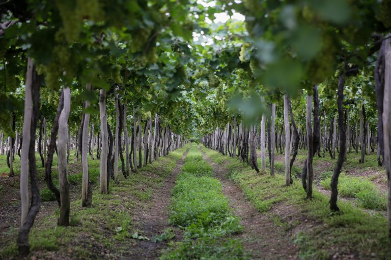 Miolo plants in its farm in Bahia: Investment was made back in 2001 on a region that isn’t traditionally associated with wine grape growing