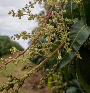 Plantação de mangas da empresa GrandValle na Bahia: Brasil é grande produtor e exportador de frutas, mas oportunidades ainda precisam ser exploradas
