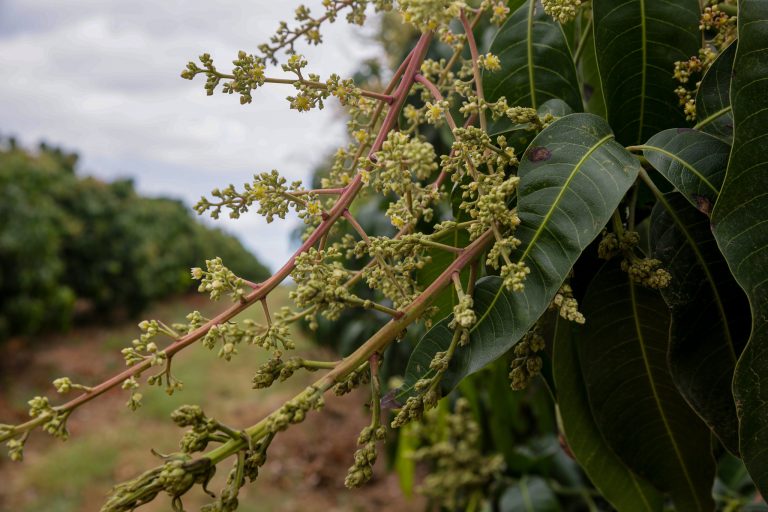 Plantação de mangas da empresa GrandValle na Bahia: Brasil é grande produtor e exportador de frutas, mas oportunidades ainda precisam ser exploradas