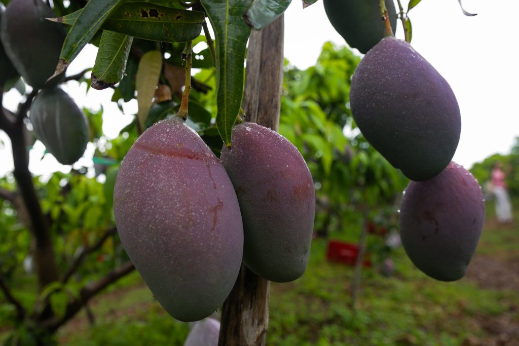 Mangoes: 90% of the local production is exported