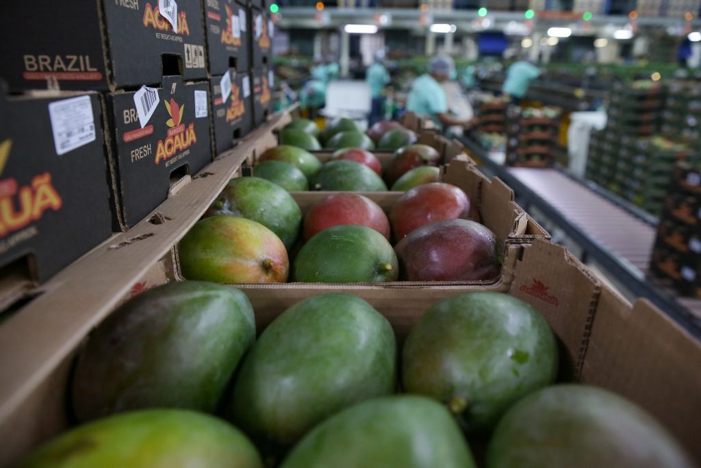 Mangoes in an Agrodan’s packing house: 97% of the output is exported