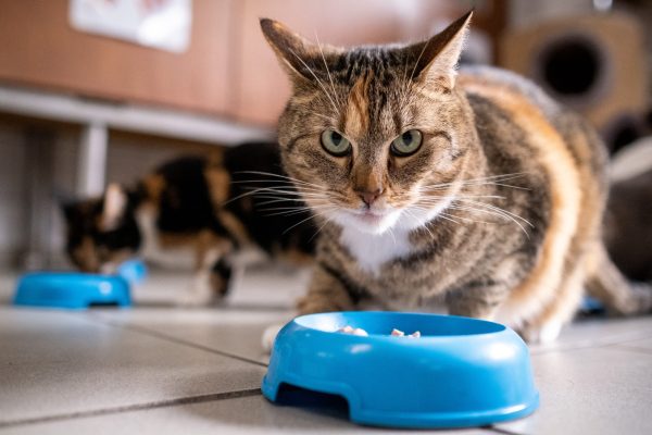 Pet foods are some of the products BRF produces