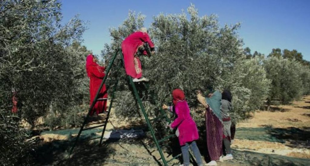 Tunisia has 70 million olive trees