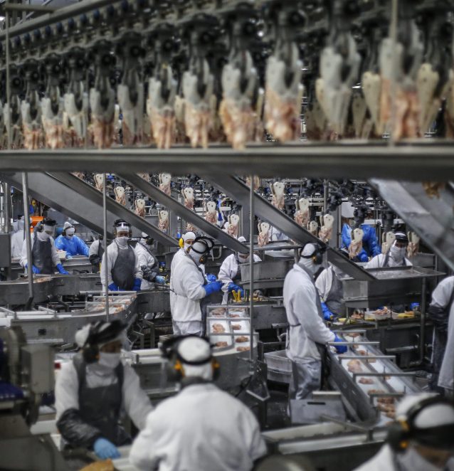 Indústria de produção de carne de frango: Paraná foi o principal estado exportador