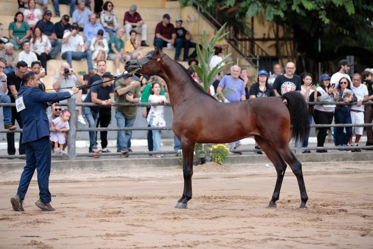 Competição de cavalo árabe no Parque da Água Branca, na capital paulista.