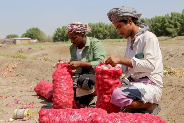 Dois homens colhem cebolas no Iêmen