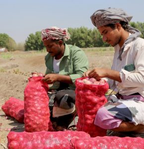 YEMEN-AGRICULTURE-ONION-HARVEST