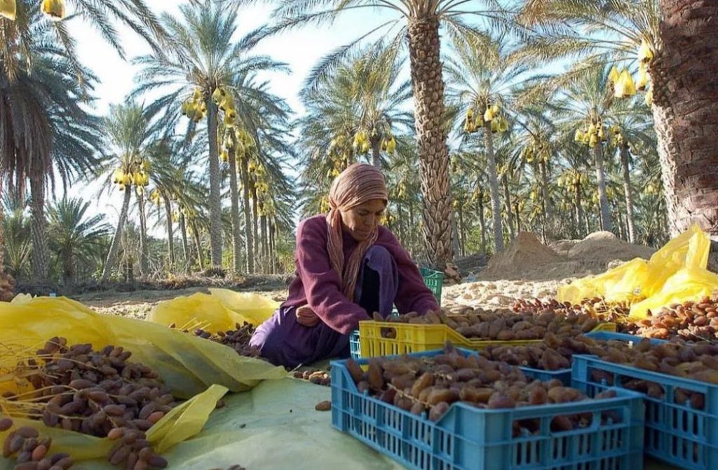 Tunisia is a leading date producer