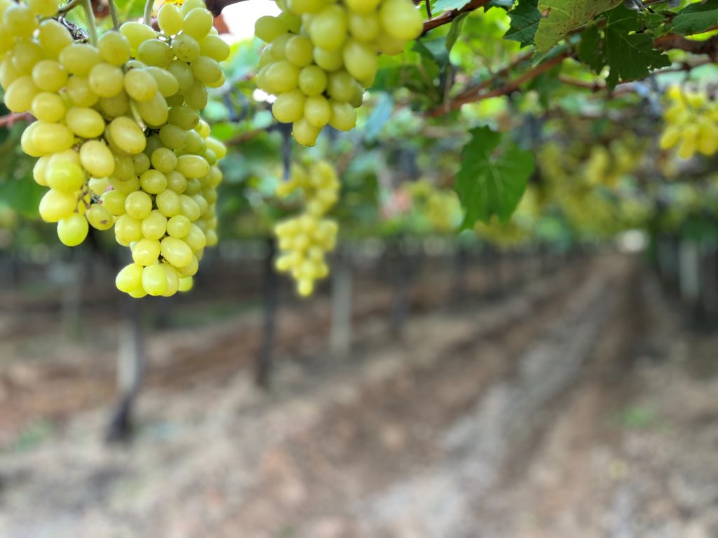 Uvas da Special Fruit: área plantada tem mais de mil hectares em pomares que rendem frutos o ano todo