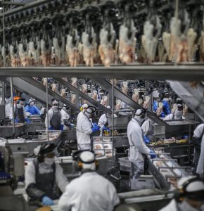 Produção de frangos no Paraná: Brasil pode ajudar a garantir a segurança alimentar do país árabe, segundo expectativas da ABPA