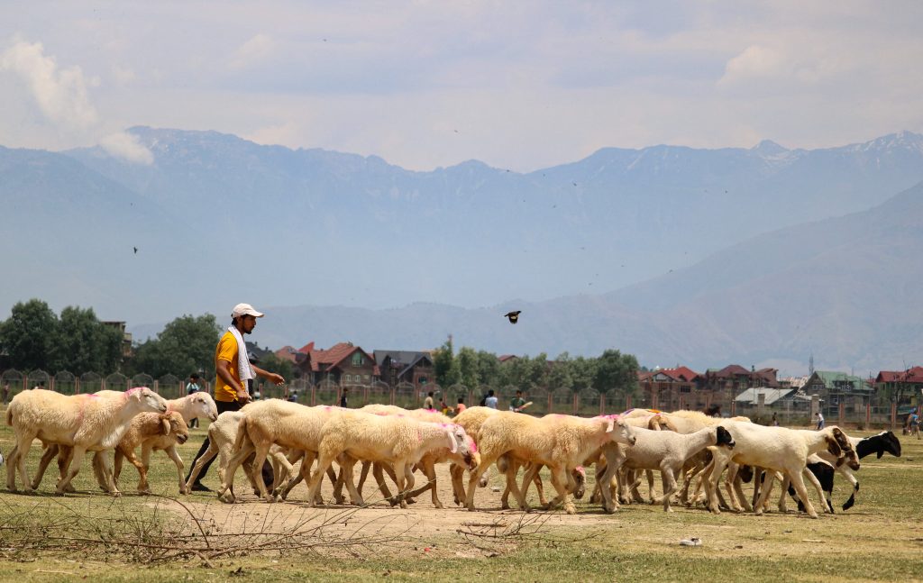 Sheep are herded for the Eid Al-Adha